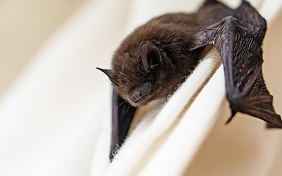 Controle de Morcegos em Osasco + innova