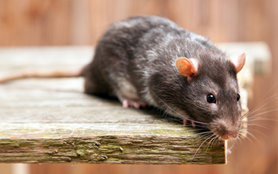 Controle de Ratos em Osasco + innova