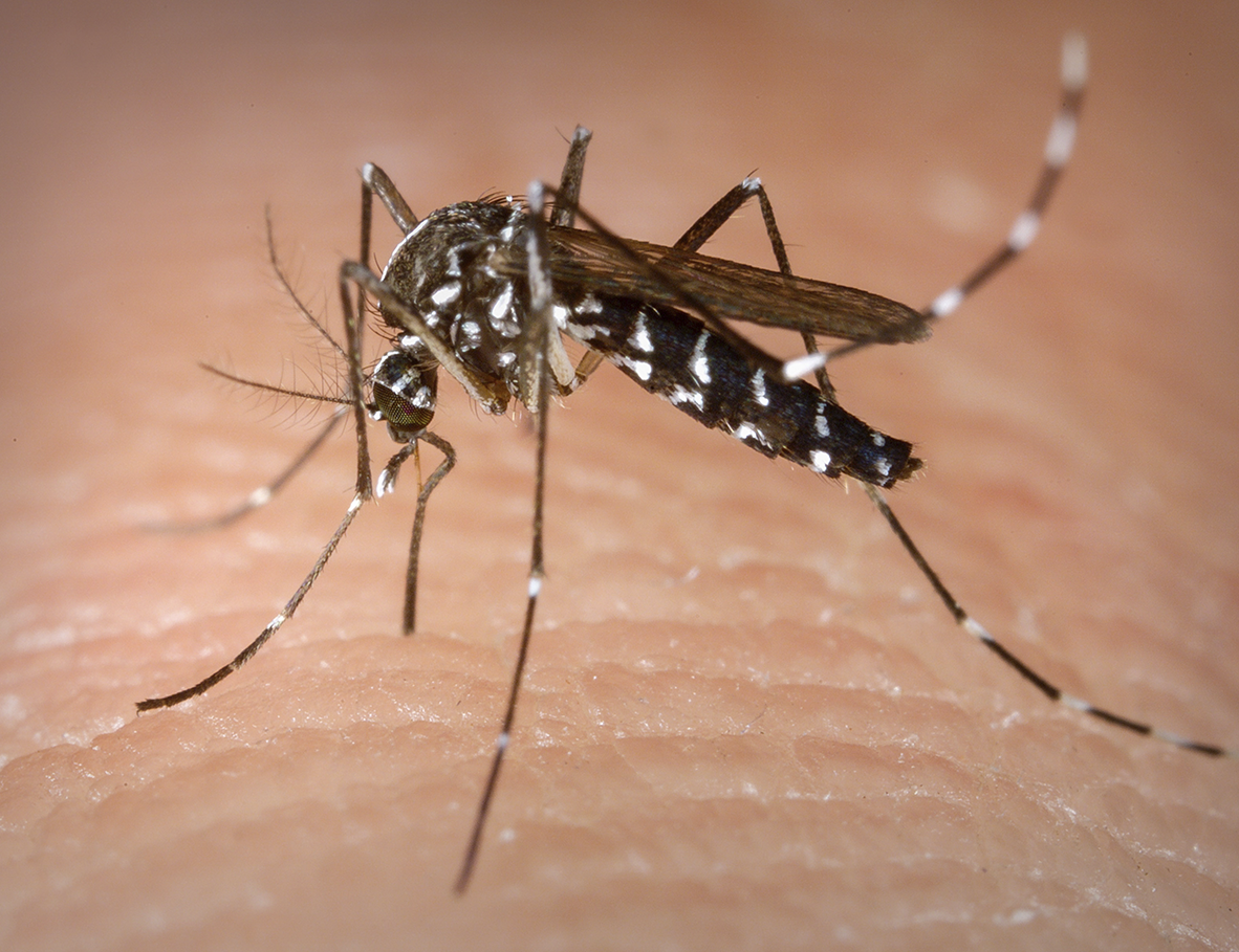 Controle do Mosquito  da Dengue em Osasco + innova