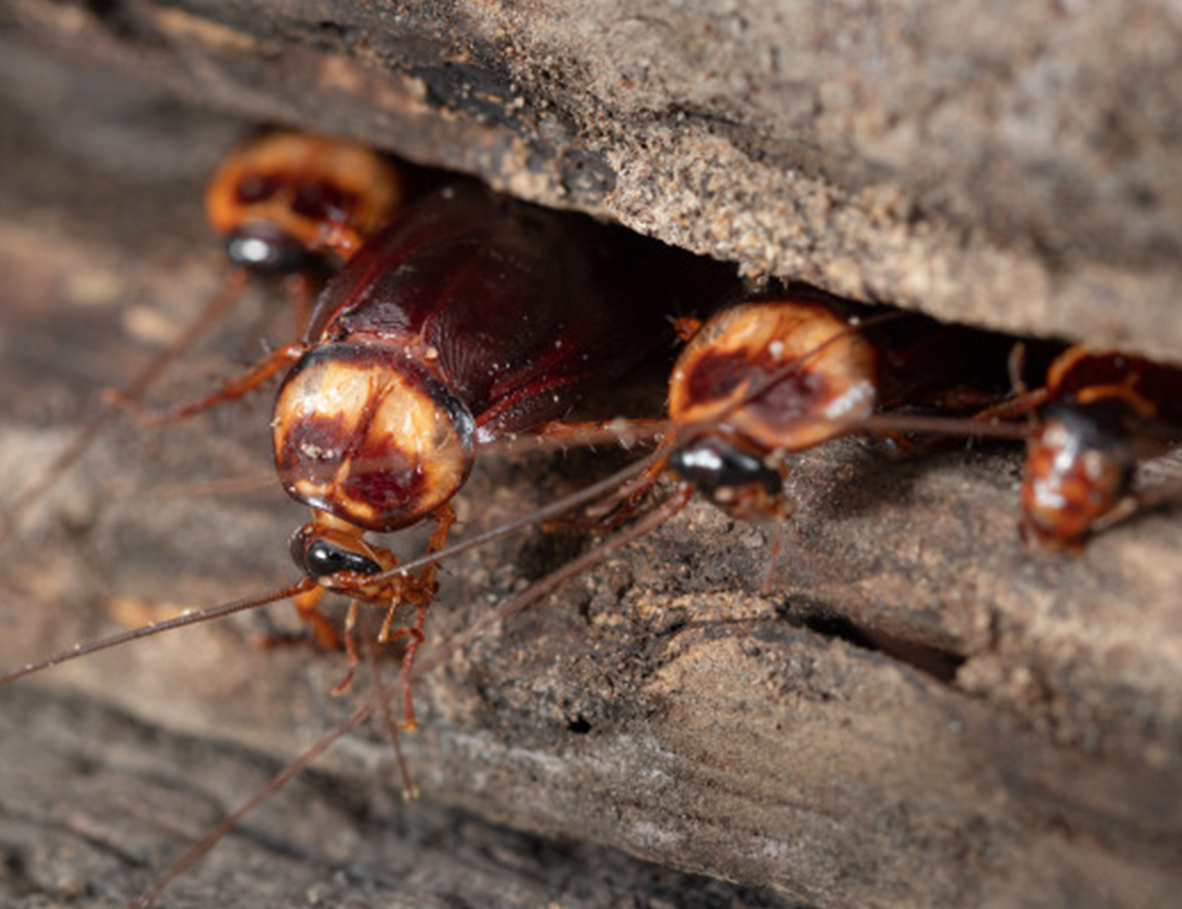 Controle de Baratas e Formigas em Osasco + inova